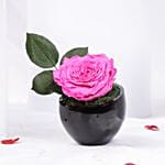 Dark Pink Forever Rose Premium Ceramic Vase