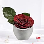 Forever Rose Love Vase