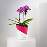 Valentine Dual Stem Mini Orchid Plant