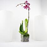 Valentine Spotted Orchid Single Stem Vase