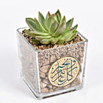 Ramadan Kareem Elegants Echevaria Plant