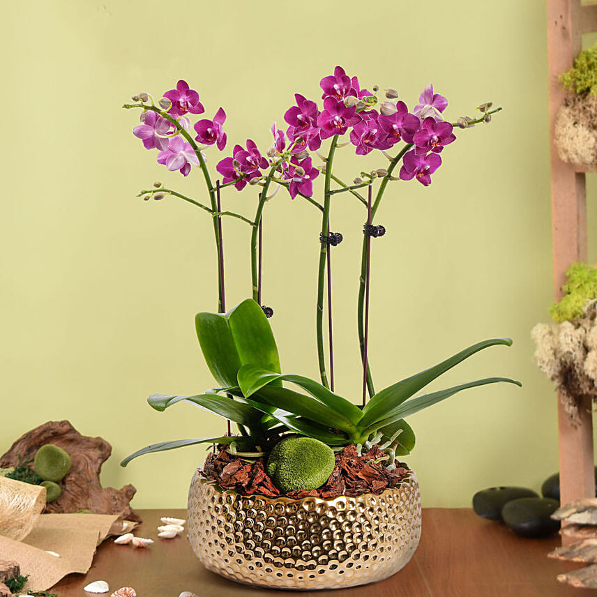 Purple Orchid Plant In Vase