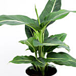 Dieffenbachia Green Magic In Ceramic Pot