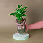 Money Plant Tree Man Pot