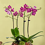 Purple Orchid Plant In Vase