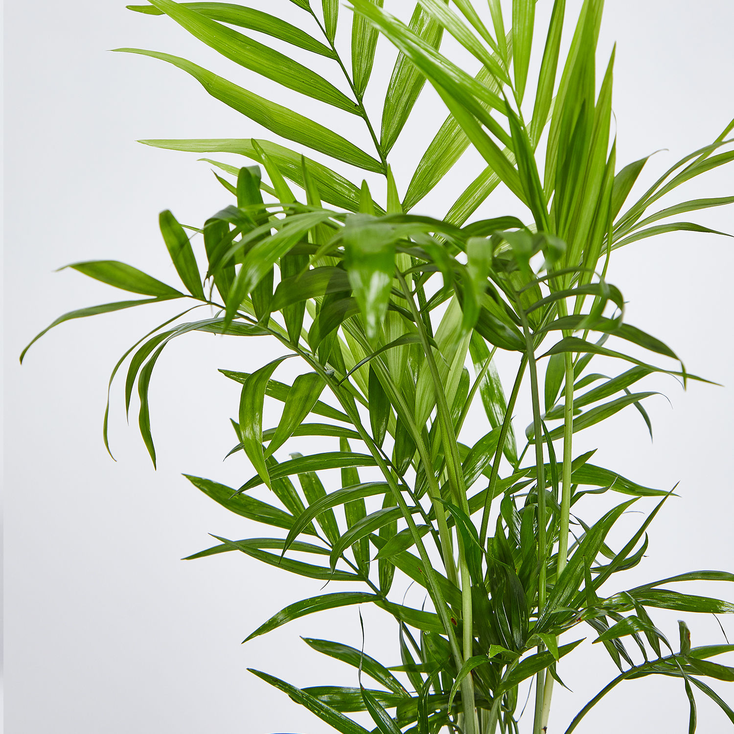 Online Chamaedorea Plant in Squre Vase Gift Delivery in UAE - FNP