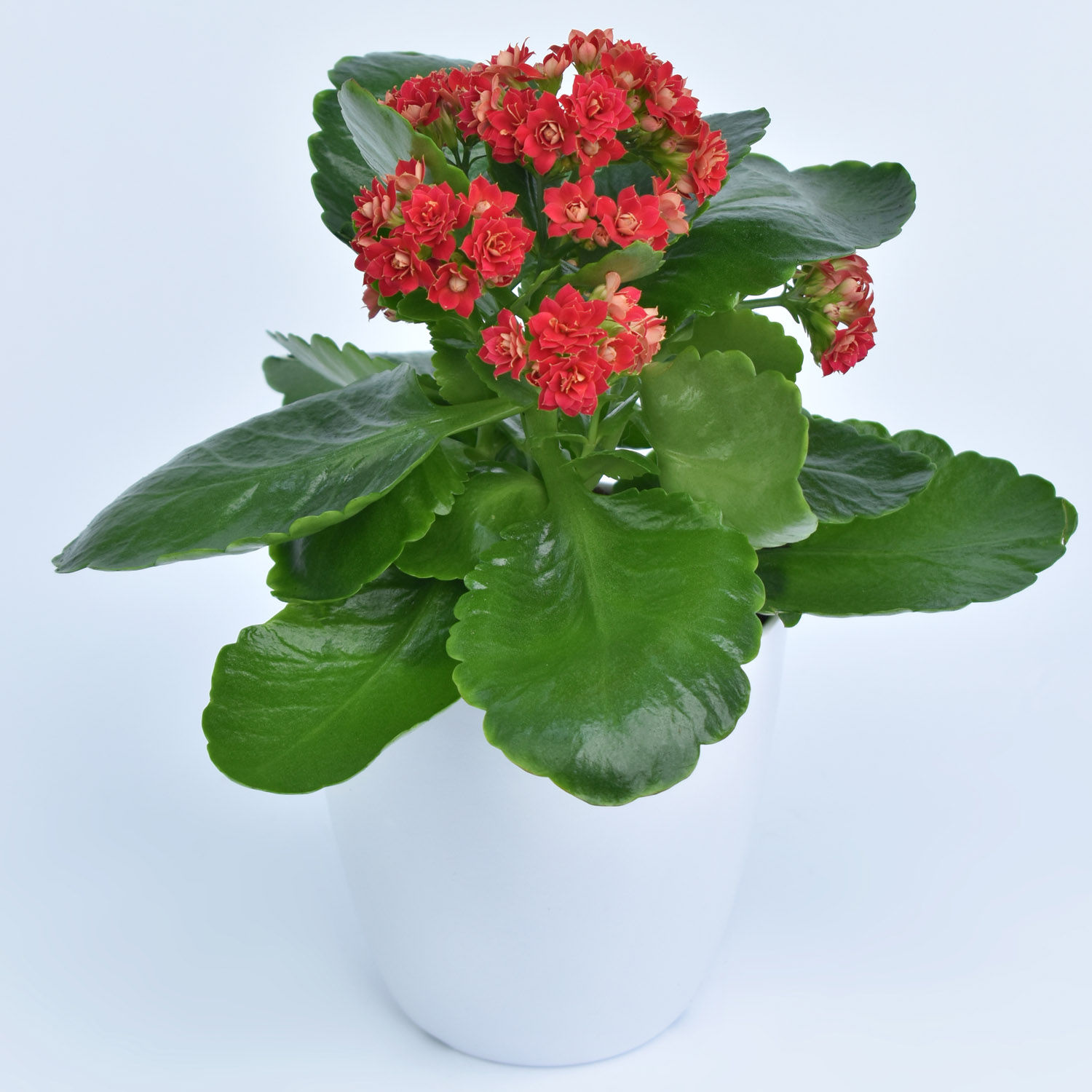 Online Bright Kalanchoe Plant In Pot Gift Delivery in UAE - FNP