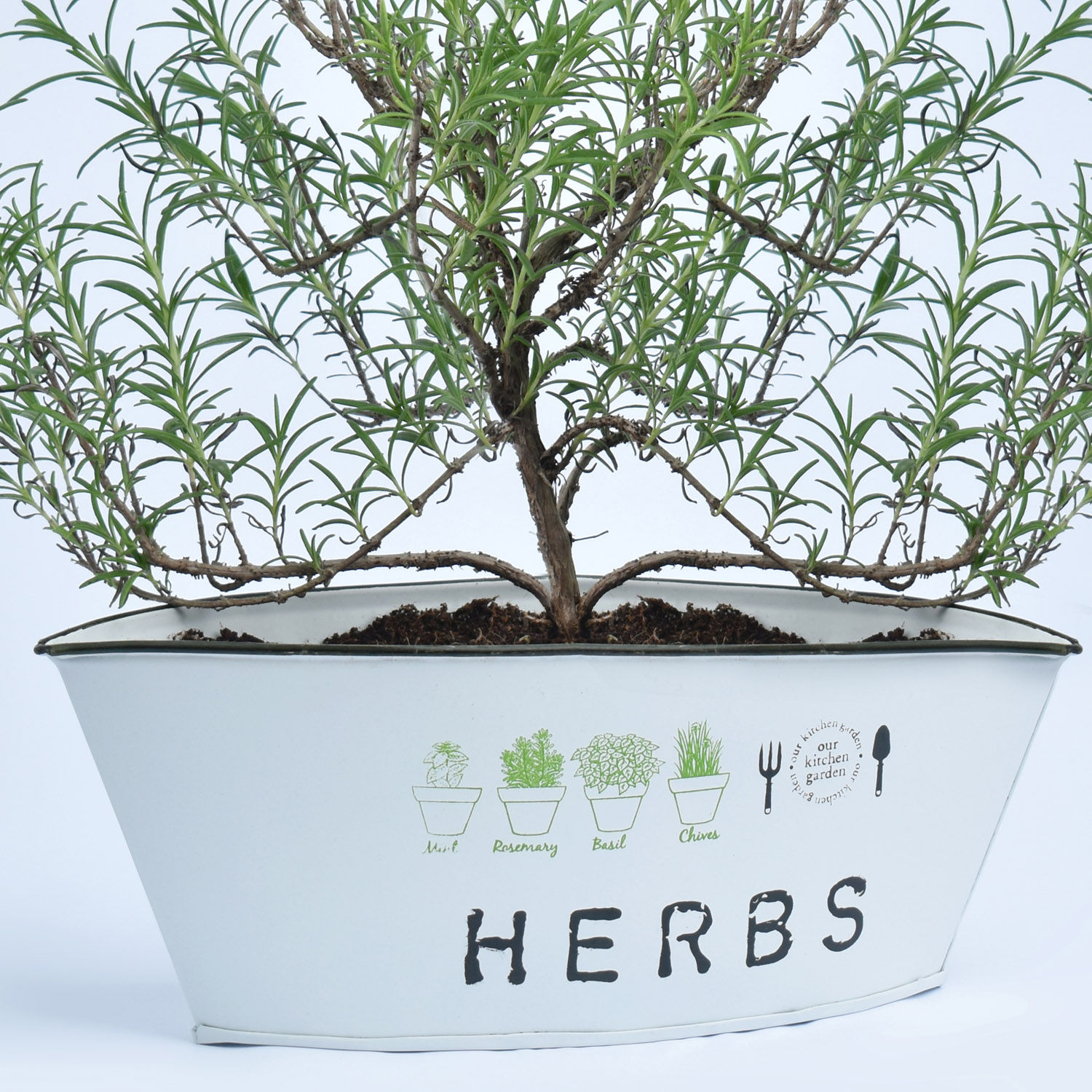 Online Rosemary In a Theme Herbs Planter Gift Delivery in UAE - FNP