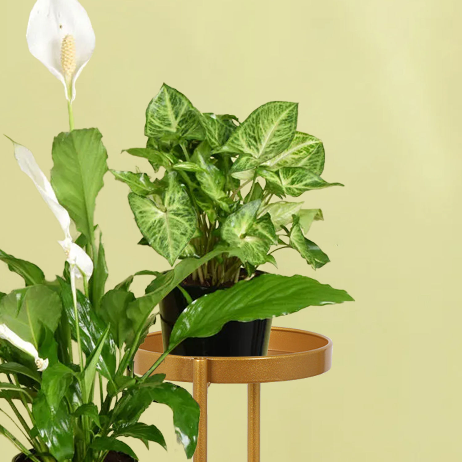 Online Plant Stand of Air Purifying Plants Gift Delivery in UAE FNP